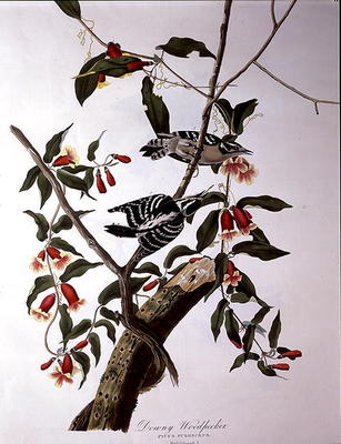 Downy Woodpecker, from 'Birds of America', engraved by Robert Havell (1793-1878) (coloured engraving from John James Audubon