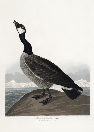 Hutchinss Barnacle Goose From Birds of America (1827)