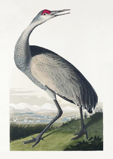 Hooping Crane From Birds of America (1827)