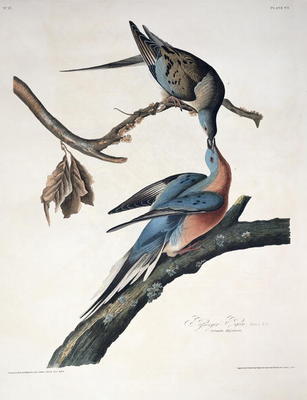 Passenger Pigeon, from 'Birds of America', engraved by Robert Havell (1793-1878) published 1836 (col from John James Audubon