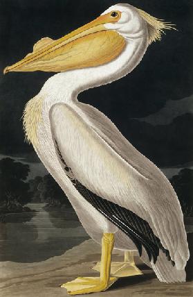 American White Pelican, from 'Birds of America', engraved by Robert Havell (1793-1878) published 183