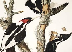 Ivory-billed Woodpecker, from 'Birds of America', engraved by Robert Havell (1793-1878) 1829 (colour