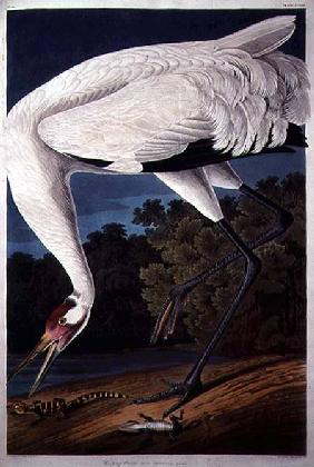 Whooping Crane, from 'Birds of America'
