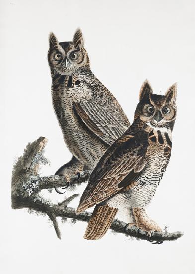Great Horned Owl From Birds of America (1827)