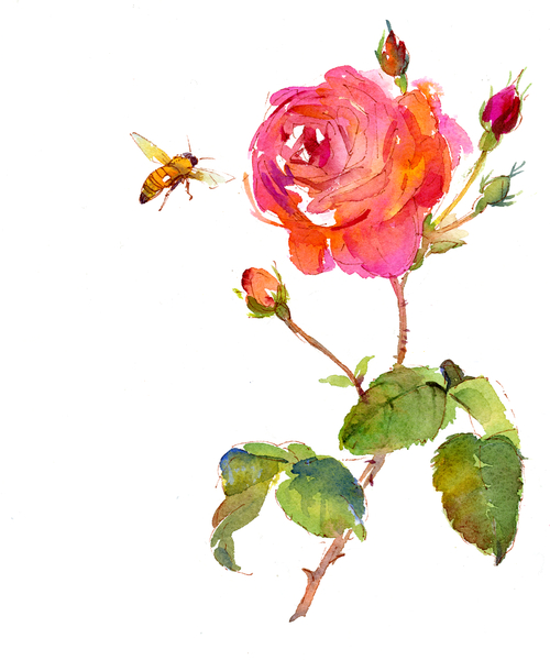 Rose with bee from John Keeling