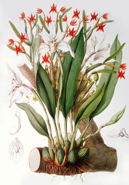 Orchid: Diothonca imbricata and Maxillaria eburnea from `SertumOrchidaceum' from John Lindley
