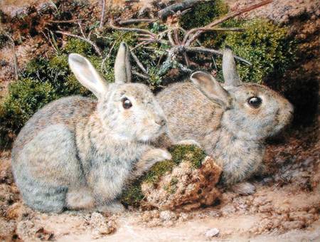 Two Rabbits from John Sherrin