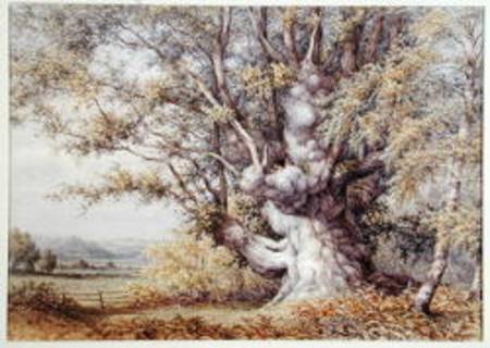 Squirrels in an Ancient Oak Tree from John Skinner Clifton