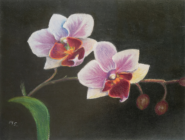 Orchid in my bedroom from Margo Starkey