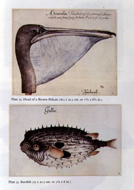 Head of a Brown Pelican; Burrfish from John White