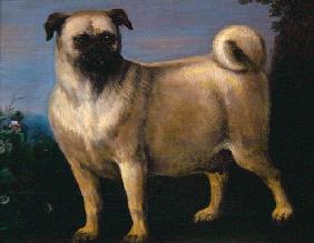 A Pug in a Landscape (oil on canvas)