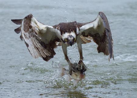 Osprey with catch