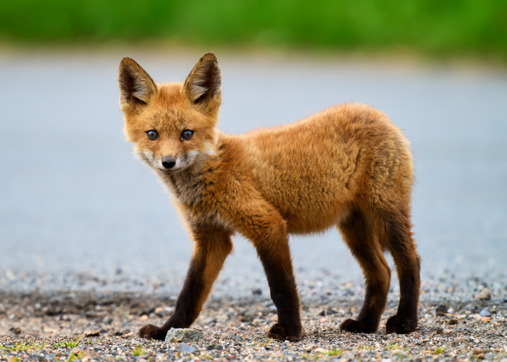 Red Fox from Johnny Chen