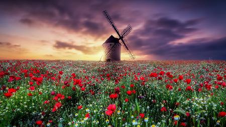 spring by the windmill