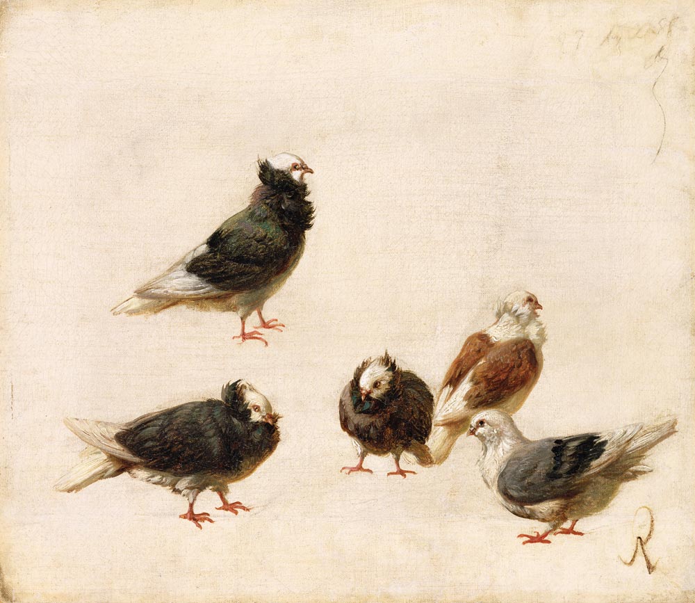 Pigeons from Jose Ruiz Blasco