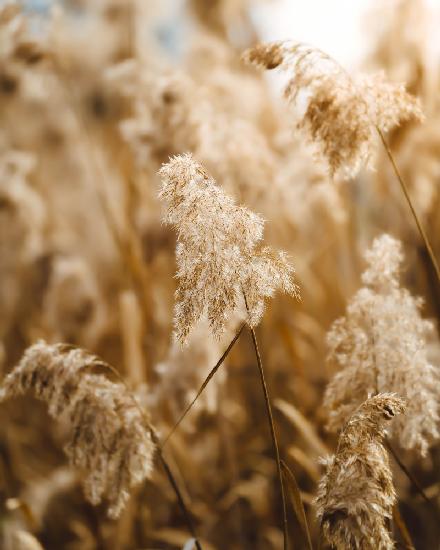 reed flower