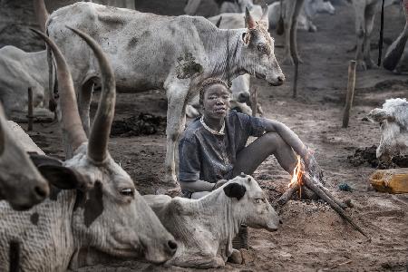 A scene of a Mundari cattle camp-II - South Sudan