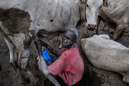 Mundari boy milking a cow - South Sudan