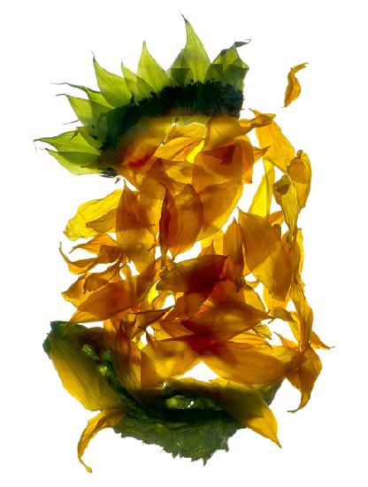 Chiquita Sunflower