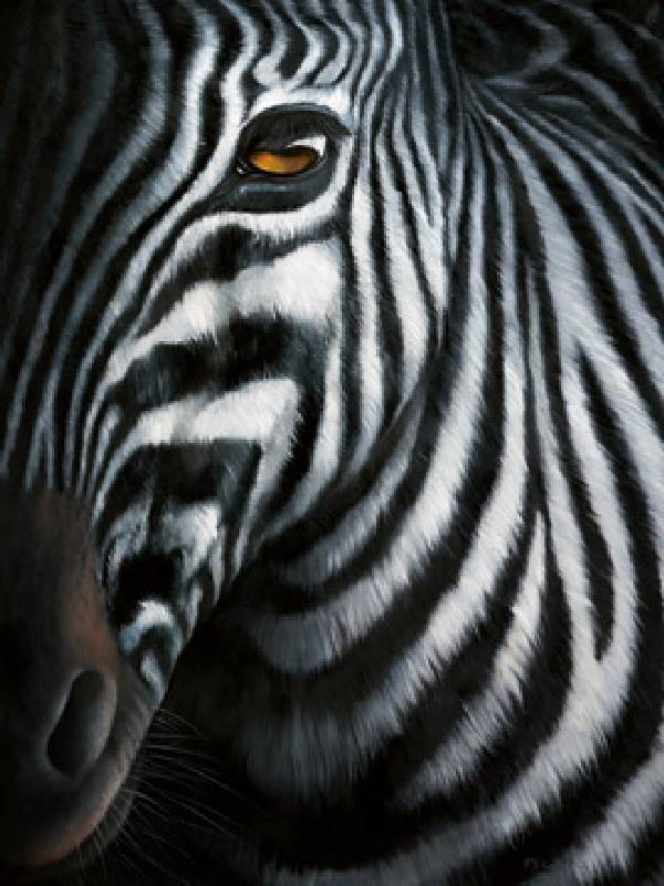 Zebra I from 