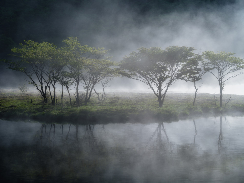 Trees in the Mist from K_Tsunoda