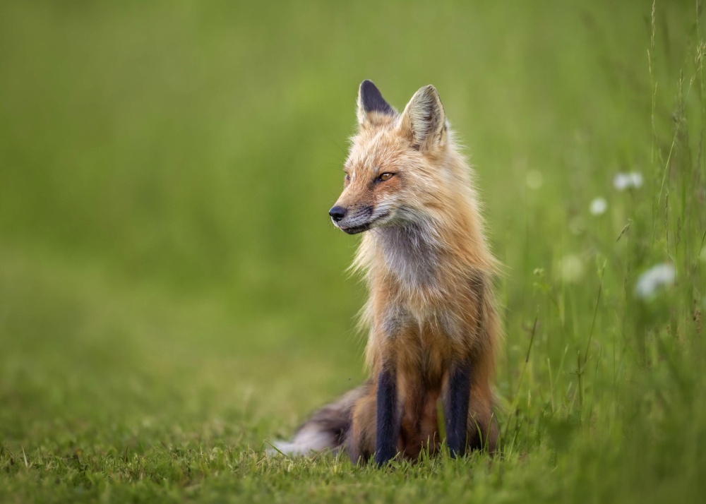 Red fox from Kai Dan