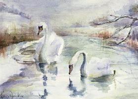Swans in Winter 
