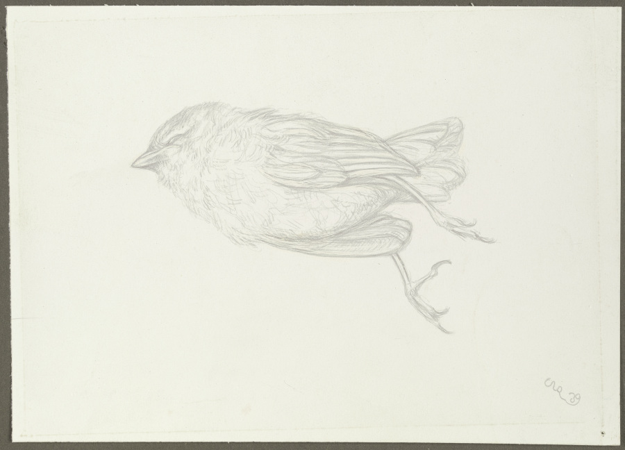 Dead bird from Karl Anton Reichel