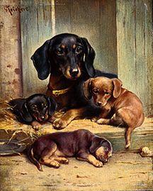 A dachshund family