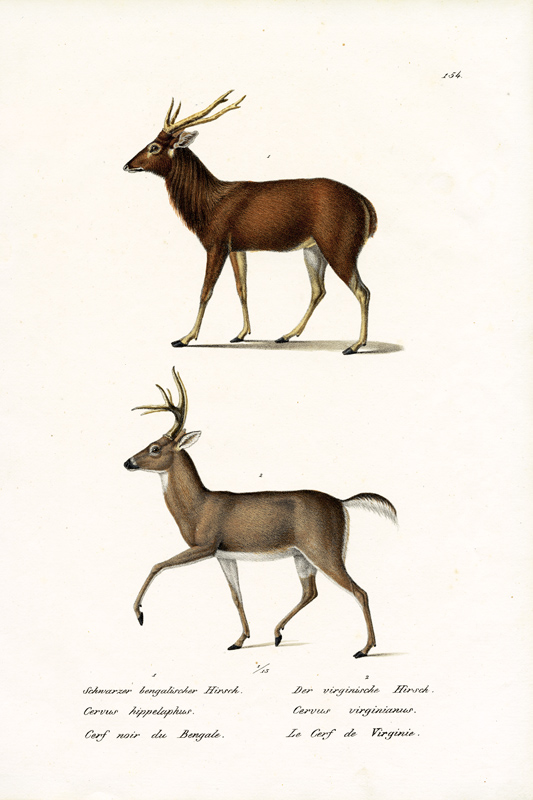 Red Deer from Karl Joseph Brodtmann