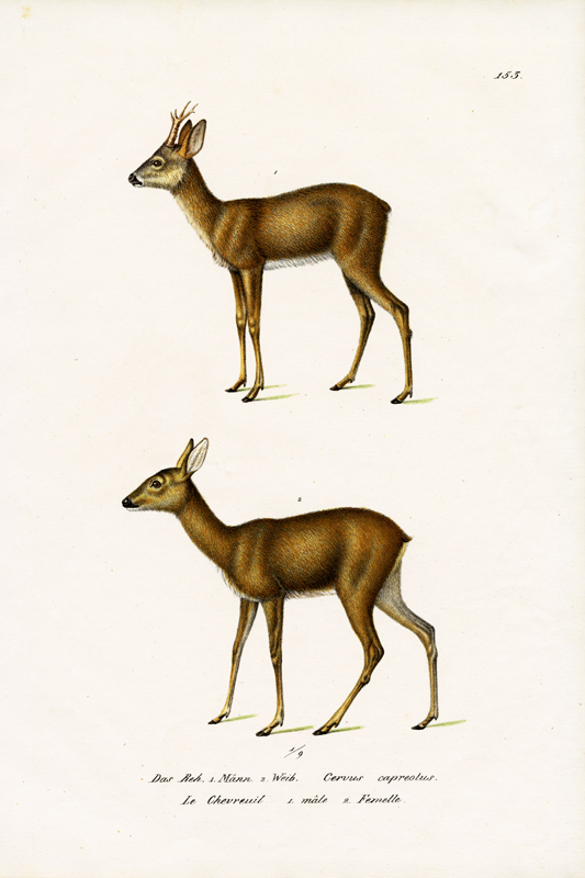 Roe Deer from Karl Joseph Brodtmann