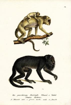 Black Howler Monkeys