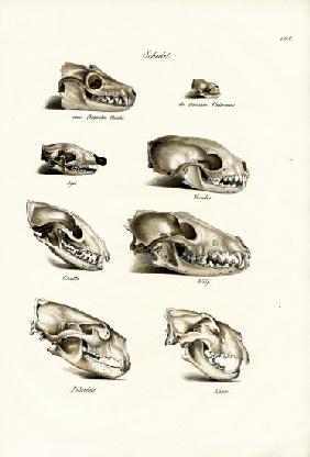 Carnivores Skulls
