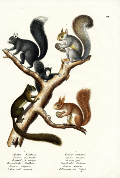 Different Kinds Of Squirrels from Karl Joseph Brodtmann