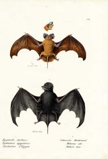 Egyptian Free-Tailed Bat from Karl Joseph Brodtmann