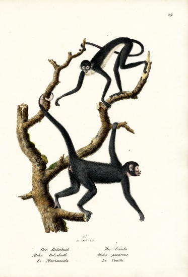 Long-Haired Spider Monkey from Karl Joseph Brodtmann