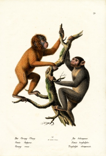 Orangutan from Karl Joseph Brodtmann