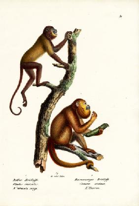 Red Howler Monkeys