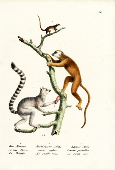 Ring-Tailed Lemur from Karl Joseph Brodtmann