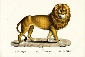 Senegal Lion
