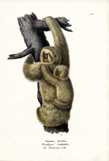 Three-Toad Sloth from Karl Joseph Brodtmann