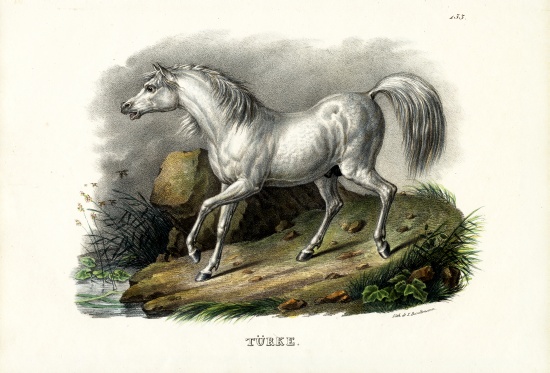 Turkish Horse from Karl Joseph Brodtmann