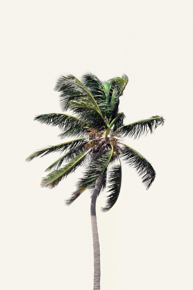 Windy Palm Tree from Kathrin Pienaar