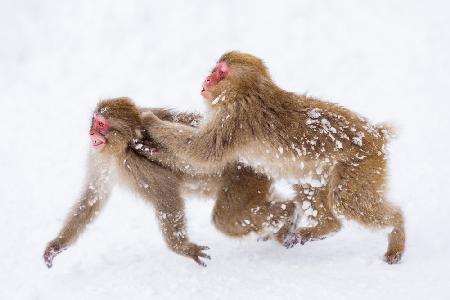 Snow Monkey, playing