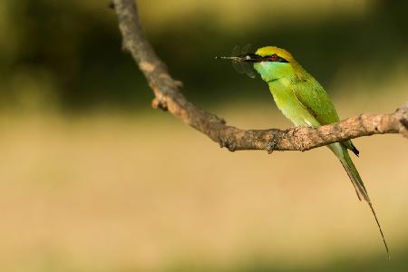 Bee-eater with kill