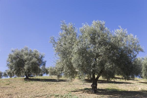 Olive trees Andalusia Spain from Ken Welsh