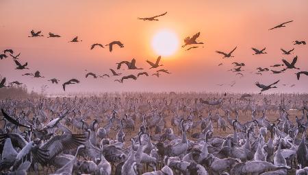 Cranes at sunrise