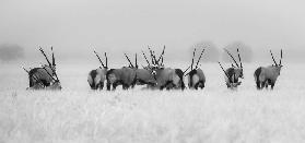 Oryx in the rain