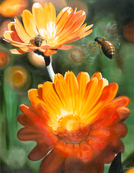 Calendula from James Knowles