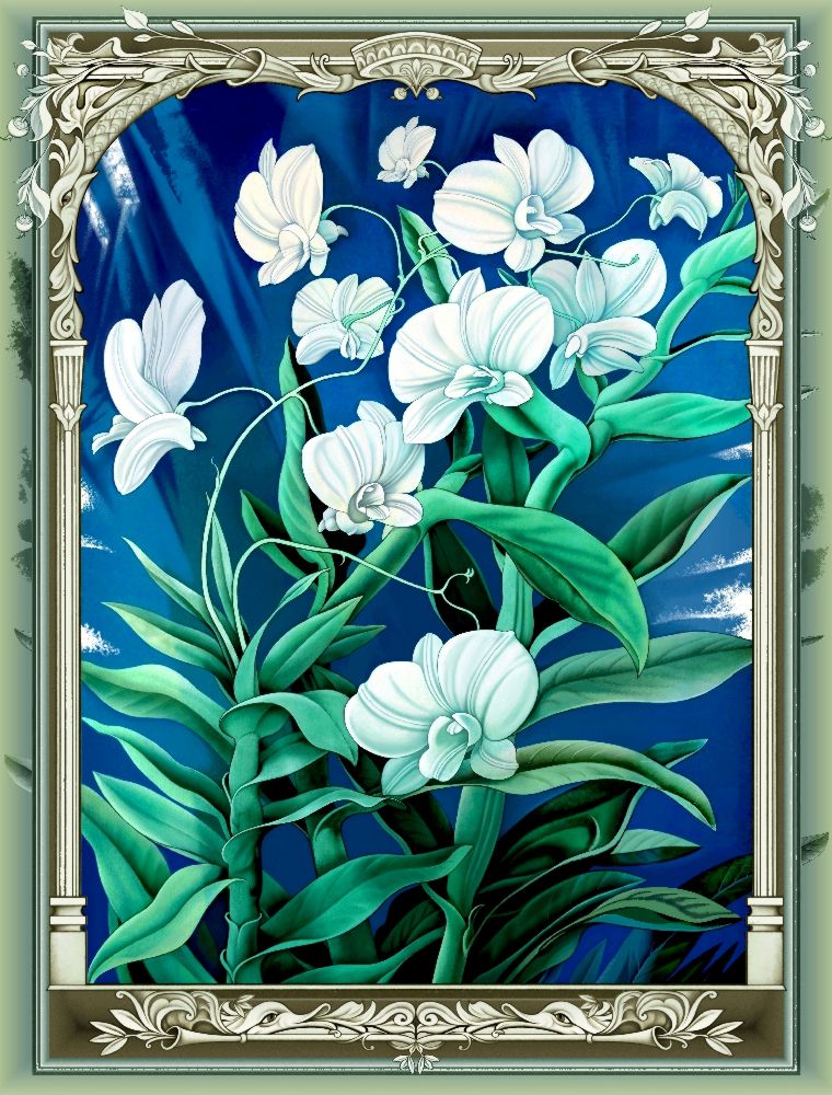Die Orchideen (Variante) from Konstantin Avdeev